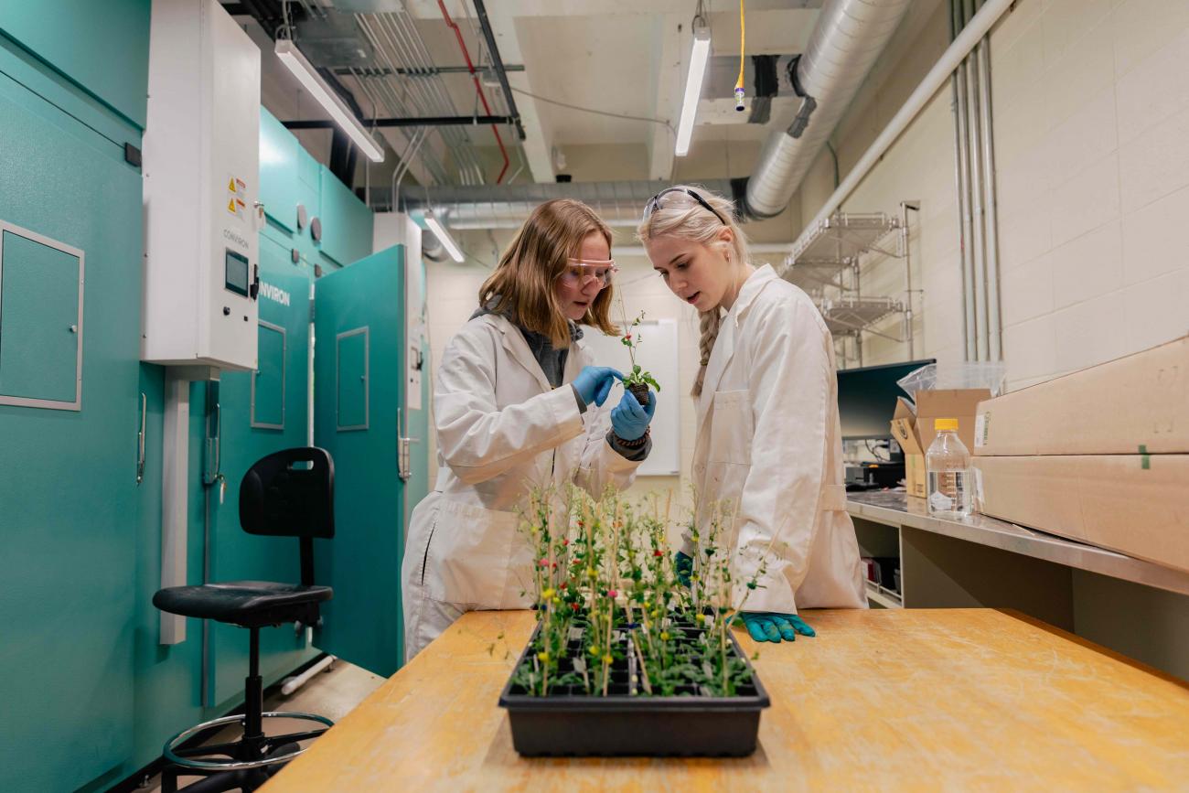 Two college-aged women examine plants in a lab