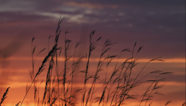 Grass in front of a sunset